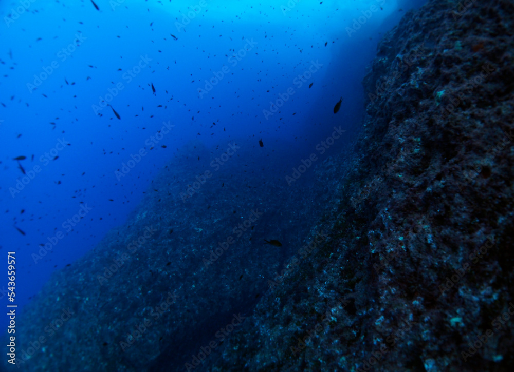 Fototapeta premium Scuba Diving and Underwater Photography Malta Gozo Comino - Wrecks Reefs Marine Life Caverns Caves History 