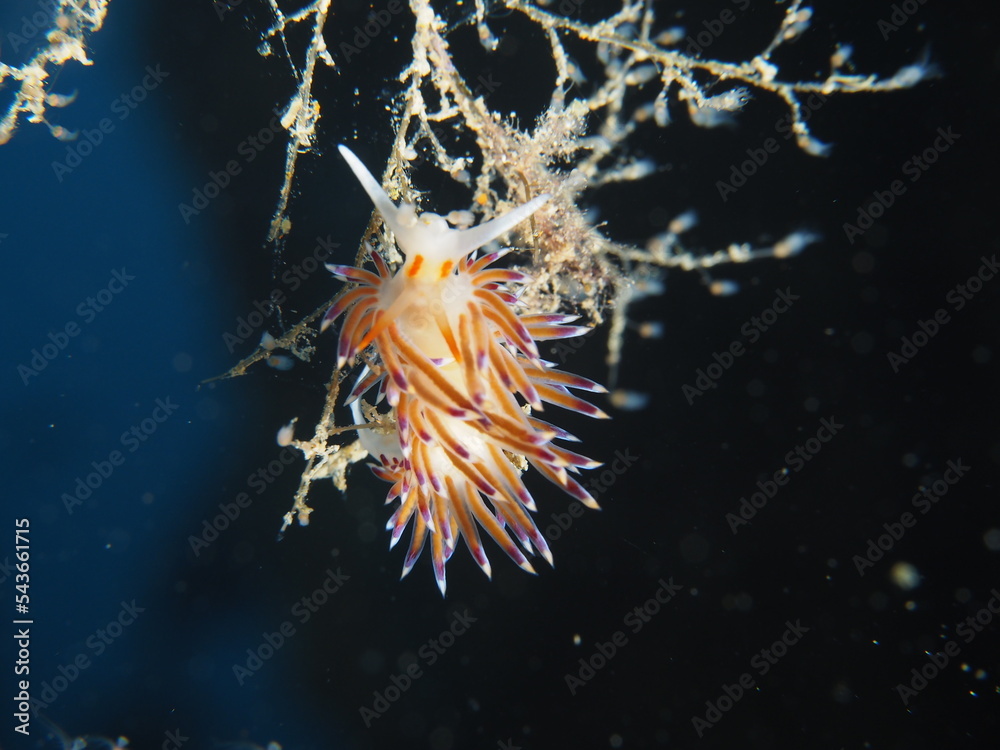 Scuba Diving and Underwater Photography Malta - Wrecks Reefs Marine Life Caverns Caves History Scuba Diving and Underwater Photography Malta - Wrecks Reefs Marine Life Caverns Caves History