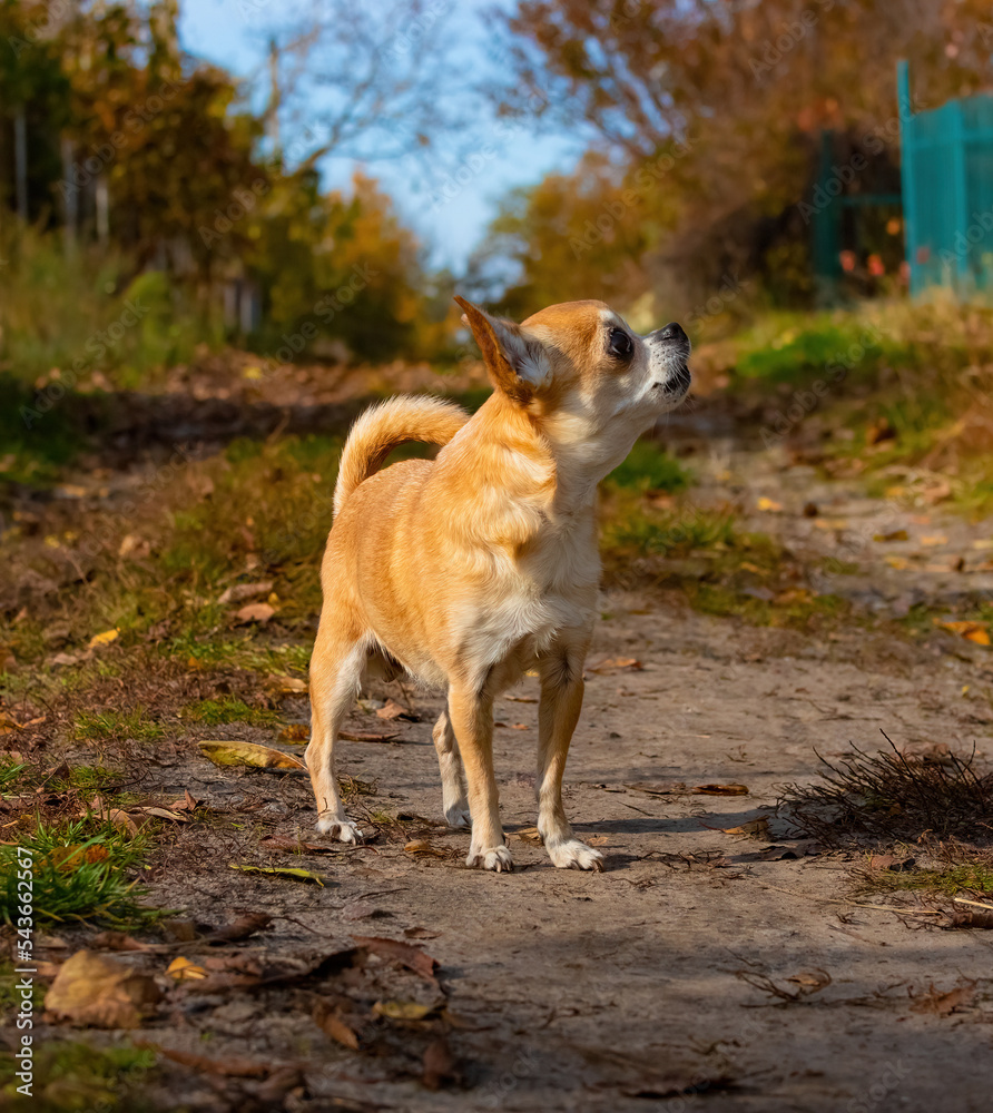 Chihuahua breed dog walking in the countryside on a sunny day. Soft selective focus Chihuahua breed dog walking in the countryside on a sunny day. Soft selective focus