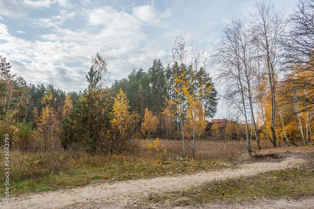 Fototapeta premium Country road in the forest in autumn
