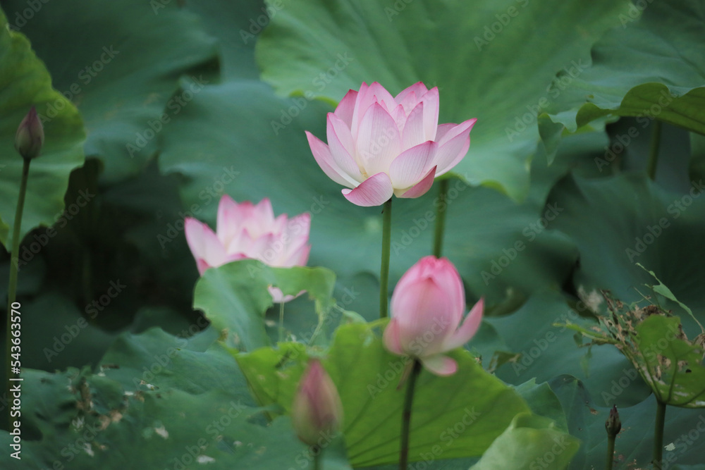 a Beautiful photo of lotus blooming in the pond a Beautiful photo of lotus blooming in the pond