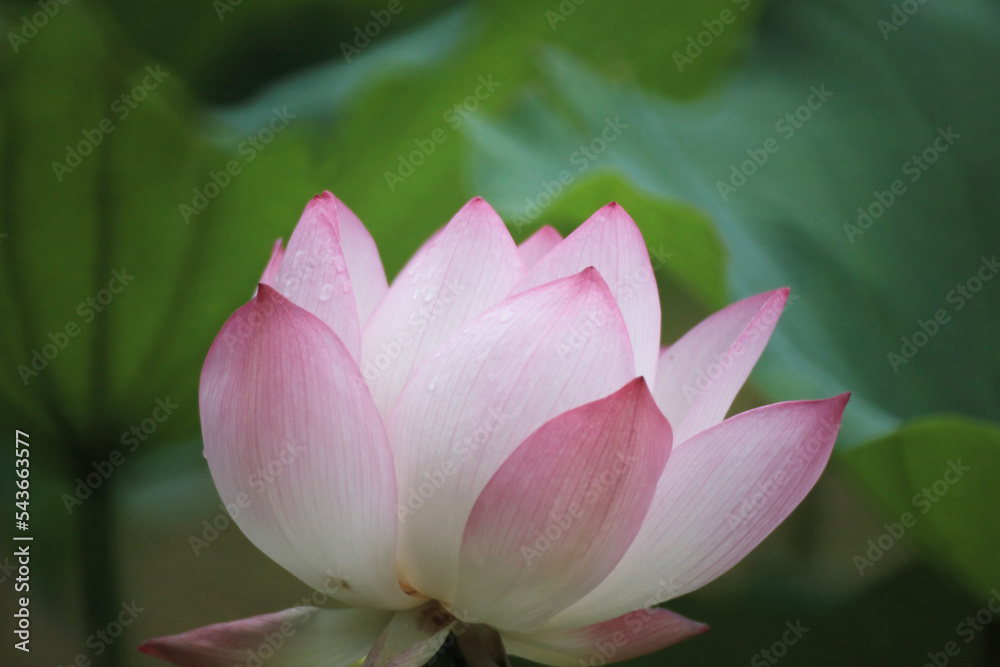a Beautiful photo of lotus blooming in the pond a Beautiful photo of lotus blooming in the pond