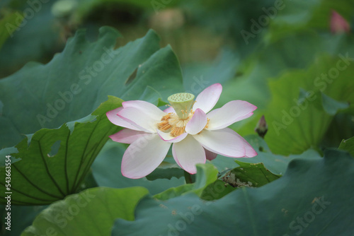 a Beautiful photo of lotus blooming in the pond