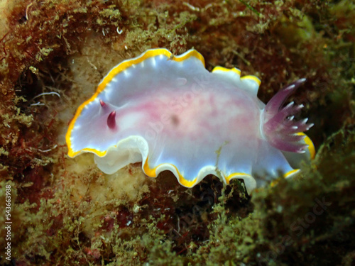 Scuba Diving and Underwater Photography Malta - Wrecks Reefs Marine Life Caverns Caves History