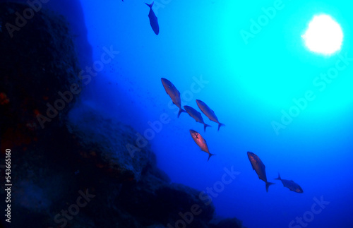 Scuba Diving and Underwater Photography Malta - Wrecks Reefs Marine Life Caverns Caves History © David