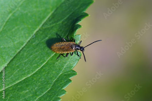 Beetle Lagria hirta or Lagria atripes. Two very similar species. Subfamily Lagriinae. Family Darkling beetles (Tenebrionidae). On a leaf in a Dutch garden. Summer, July