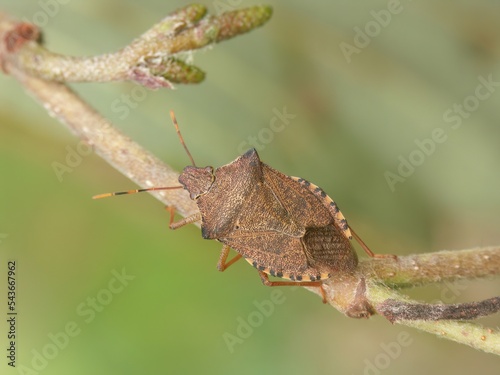 Closeup on the brown Dock leaf bug, Arma custos eating a caterpillar photo