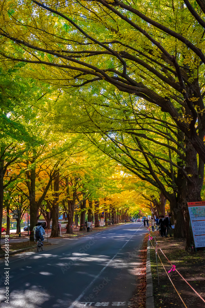 秋の札幌市・北海道大学で見た、色付きが進む銀杏並木の紅葉