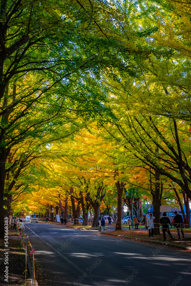 秋の札幌市・北海道大学で見た、色付きが進む銀杏並木の紅葉