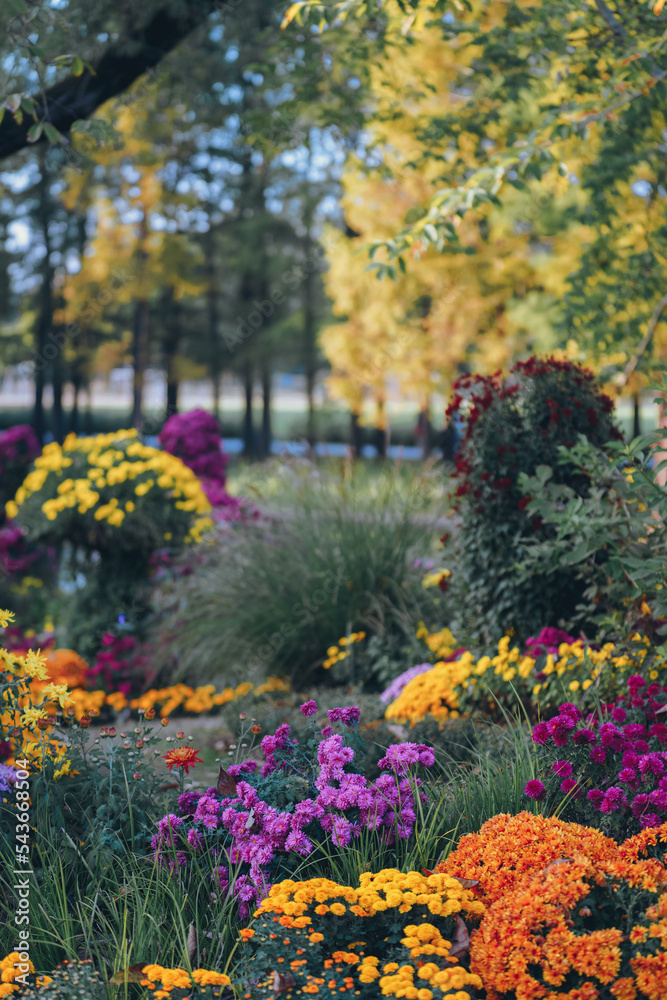 Chrysanthemums bloom in late autumn