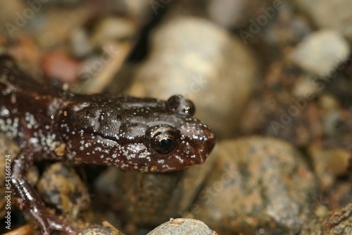 Closeup on the black form of the Western red-backed salamander, Plethodon vehiculum