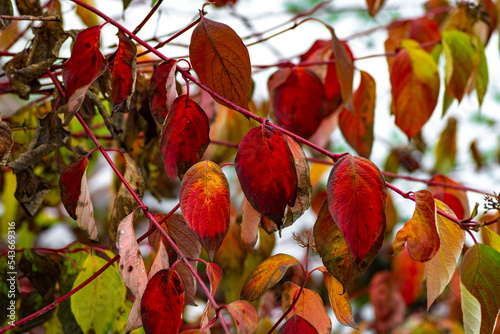 Bright red, yellow and orange and shades of autumn leaves on the branches