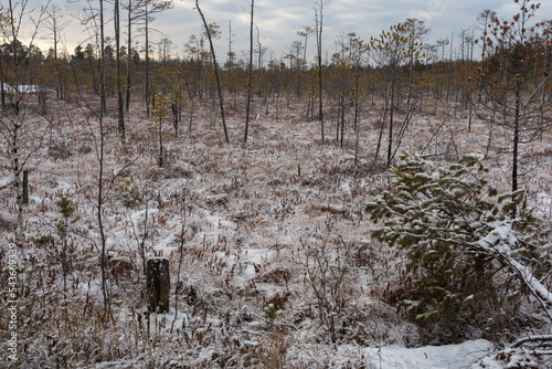 Snow fell on the swamp and forest