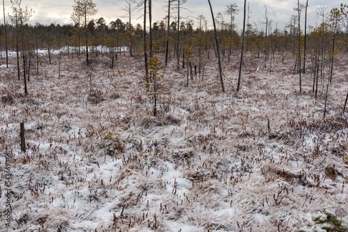 Snow fell on the swamp and forest