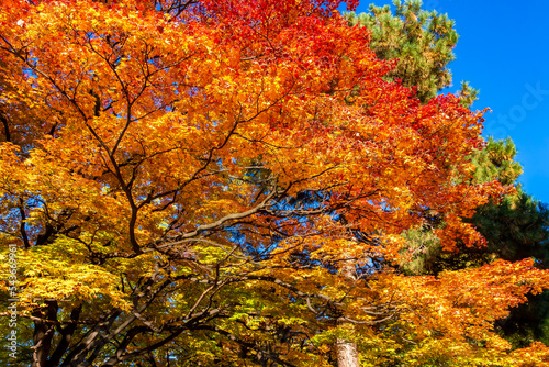 秋の札幌市・北海道大学で見た、赤やオレンジ・黄色のカラフルな紅葉と快晴の青空