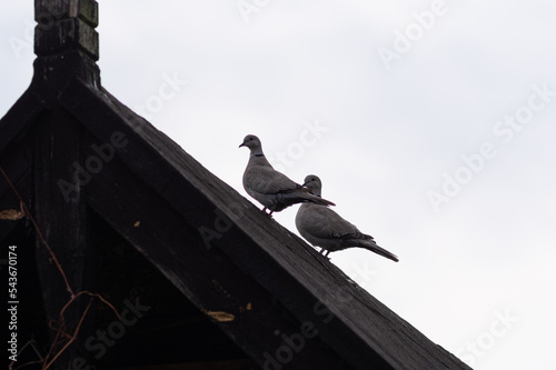 sylwetki pary gołębi na skośnym dachu