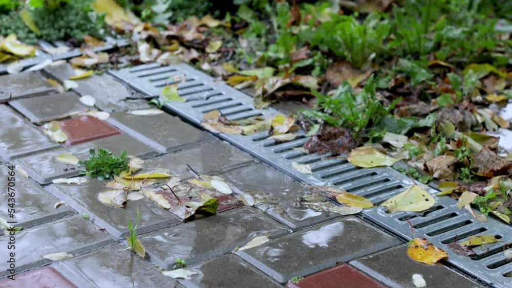 Autumn leaves on the pavement, raindrops Autumn leaves on the pavement, raindrops