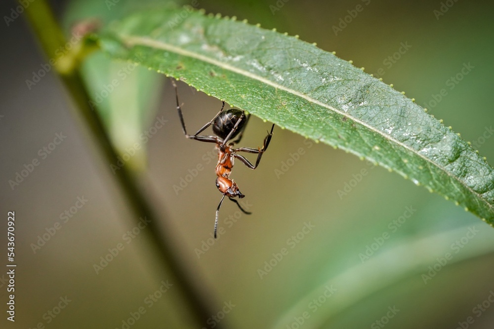 Naklejka premium red ant on leaf