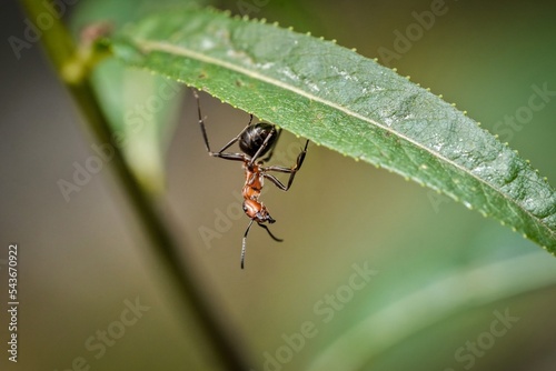 red ant on leaf © Milan