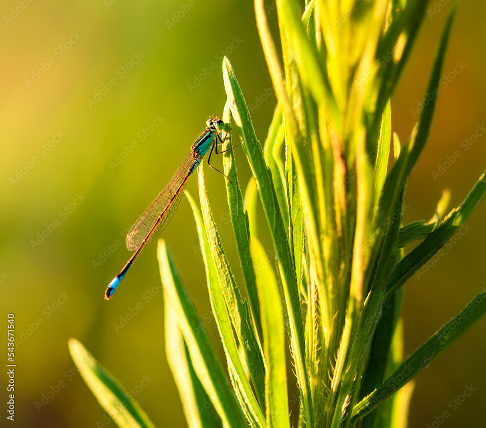 Turquoise dragonfly perched on a green plant Turquoise dragonfly perched on a green plant