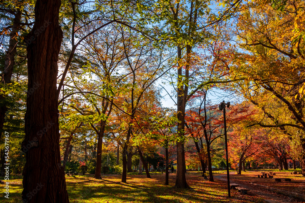 秋の札幌市・円山公園で見た、紅葉の色づきが進む森と快晴の青空