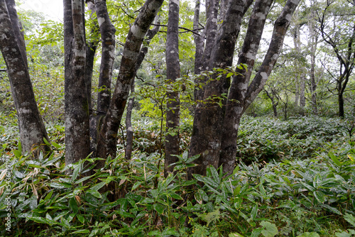泉ヶ岳の景色 雨の広葉樹林