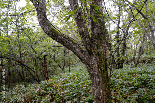 泉ヶ岳の景色 雨の広葉樹林