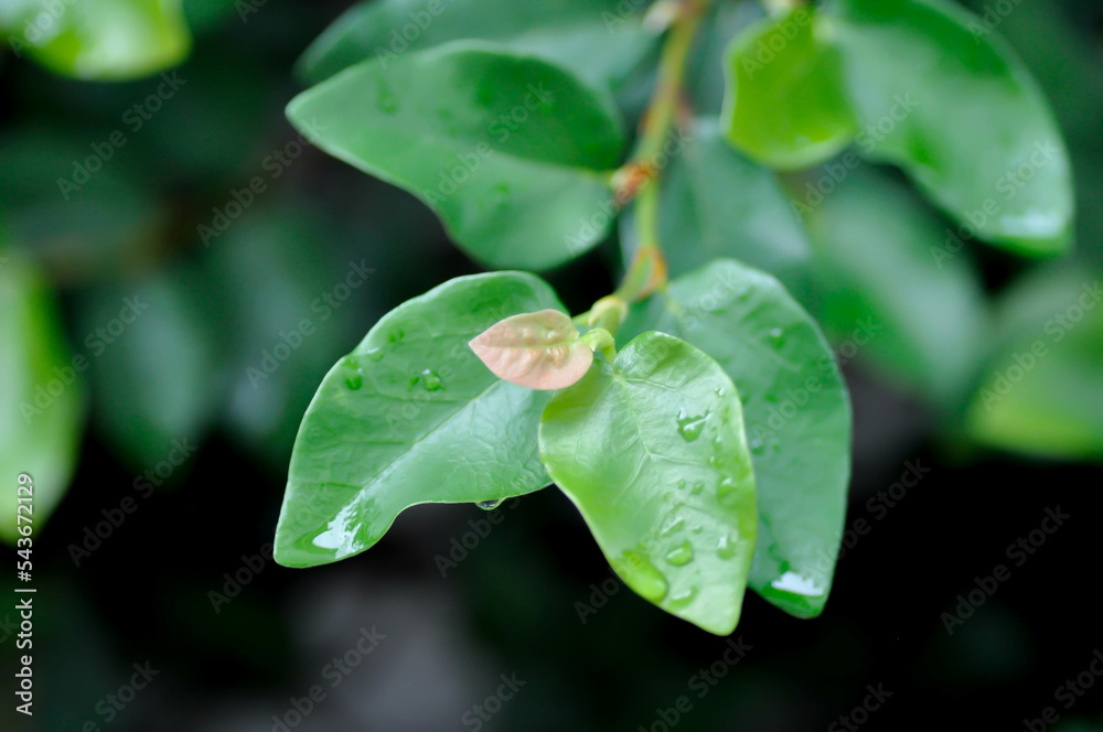 ficus pumila or climbing fig or MORACEAE and dew drop ficus pumila or climbing fig or MORACEAE and dew drop