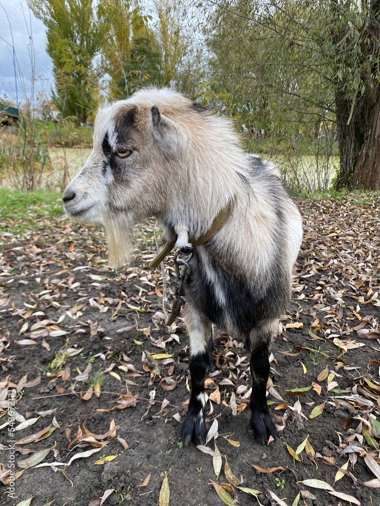 Obraz premium goat on the beach