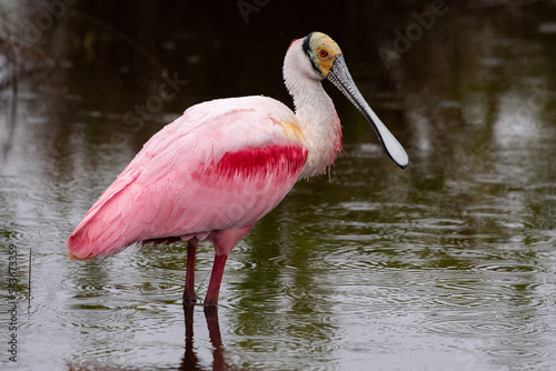 Canvas Print Roseate spoonbill wading