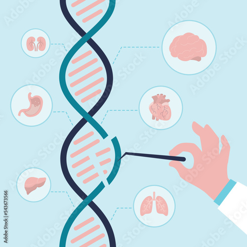 Geneticist studying structure of chromosomes and dna. Biochemist investigate genetic changes. Doctor doing gene analysis in lab for treatment of congenital diseases. Icons of internal organs
