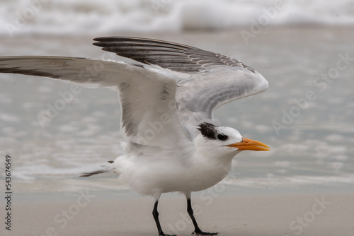 Royal tern takeoff