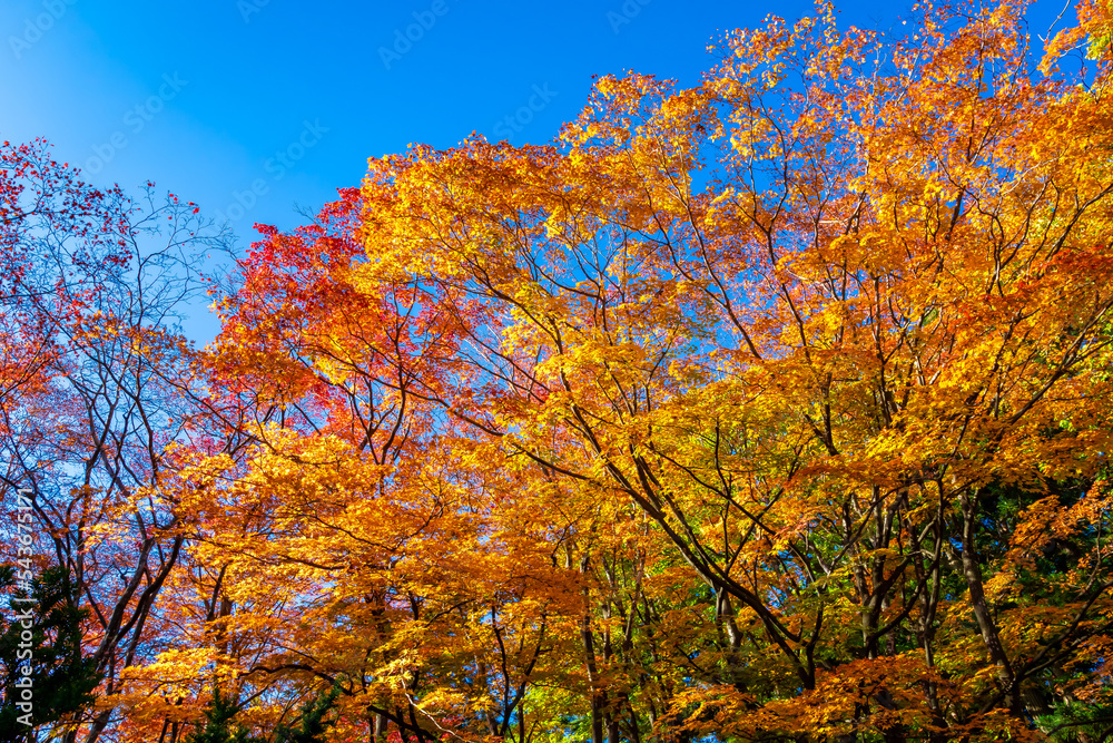 秋の札幌市・円山公園で見た、カラフルな紅葉と快晴の青空