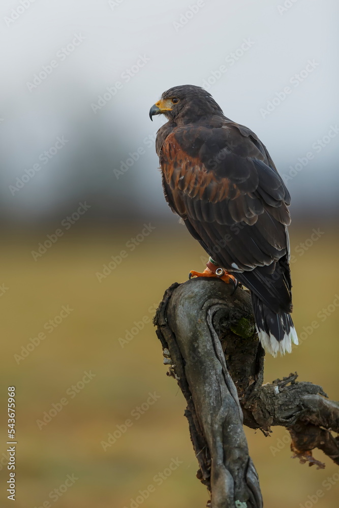 Harris's hawk (Parabuteo unicinctus) looking for prey Harris's hawk (Parabuteo unicinctus) looking for prey
