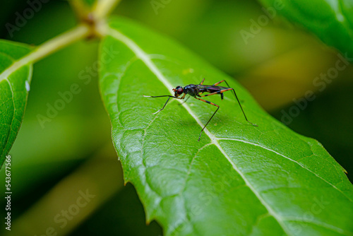 stilt legged fly dancing on a green leaf