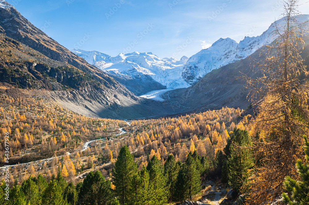 Autumn image of the Morteratsch glacier in Switzerland with golden larch trees in the lower valley