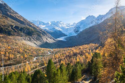 Autumn image of the Morteratsch glacier in Switzerland with golden larch trees in the lower valley photo