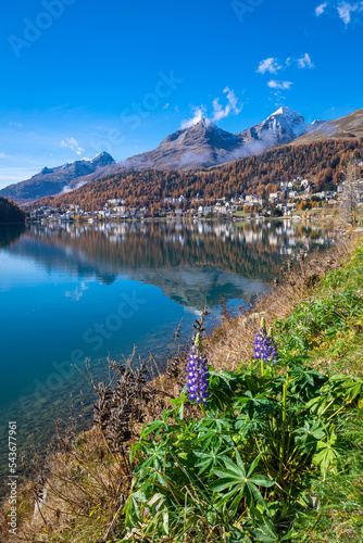 Tranquil scenery with wildflowers along the shore of Lake Saint Moritz. Calm water of the lake with in the distance the town of St Moritz which is surrounded by mountains with golden larch trees. photo