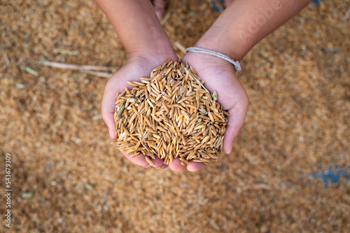 Hand holding golden paddy seeds with paddy rice background.Naked human hand full of Rice. scientific name is Oryza sativa (Asian rice) or less commonly Oryza glaberrima. Commonly consumed staple food. photo