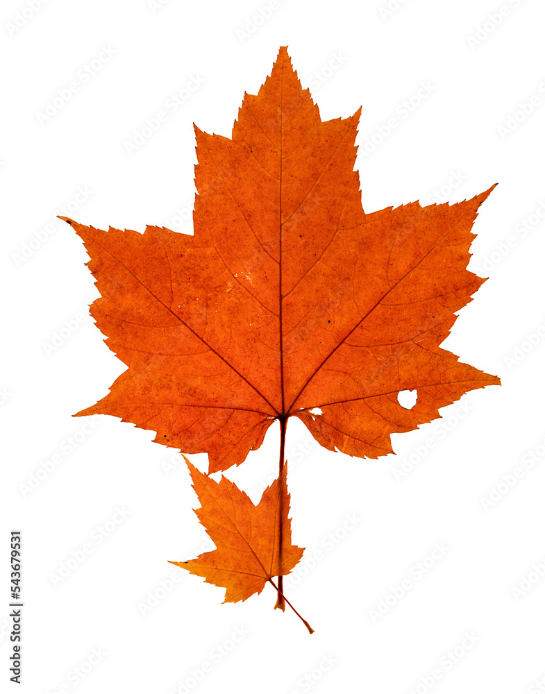 Two natural maple leaves in a fall orange color. One leaf much smaller than the other. Some holes and signs of decay. On a white background.
Two natural maple leaves in a fall orange color. One leaf much smaller than the other. Some holes and signs of decay. On a white background.