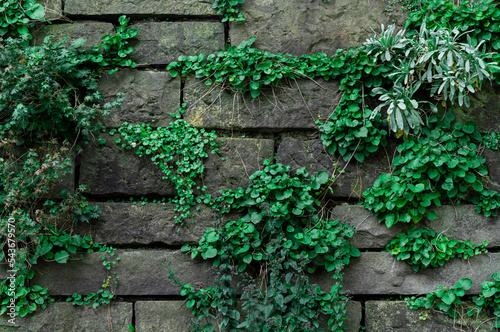 Mit Grünpflanzen bewachsene Mauer aus großen Natursteinen, Nahaufnahme, horizontal 