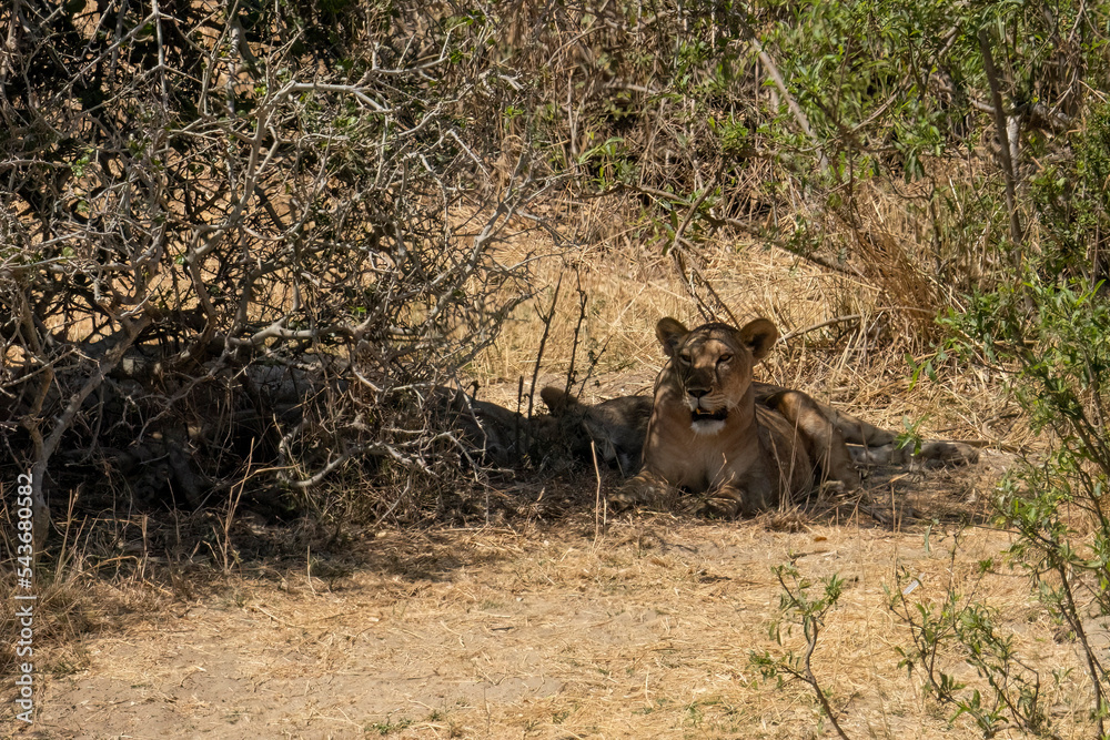 Lionesses in Tanzania Lionesses in Tanzania