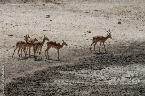 A Herd of Impalas in Tanzania