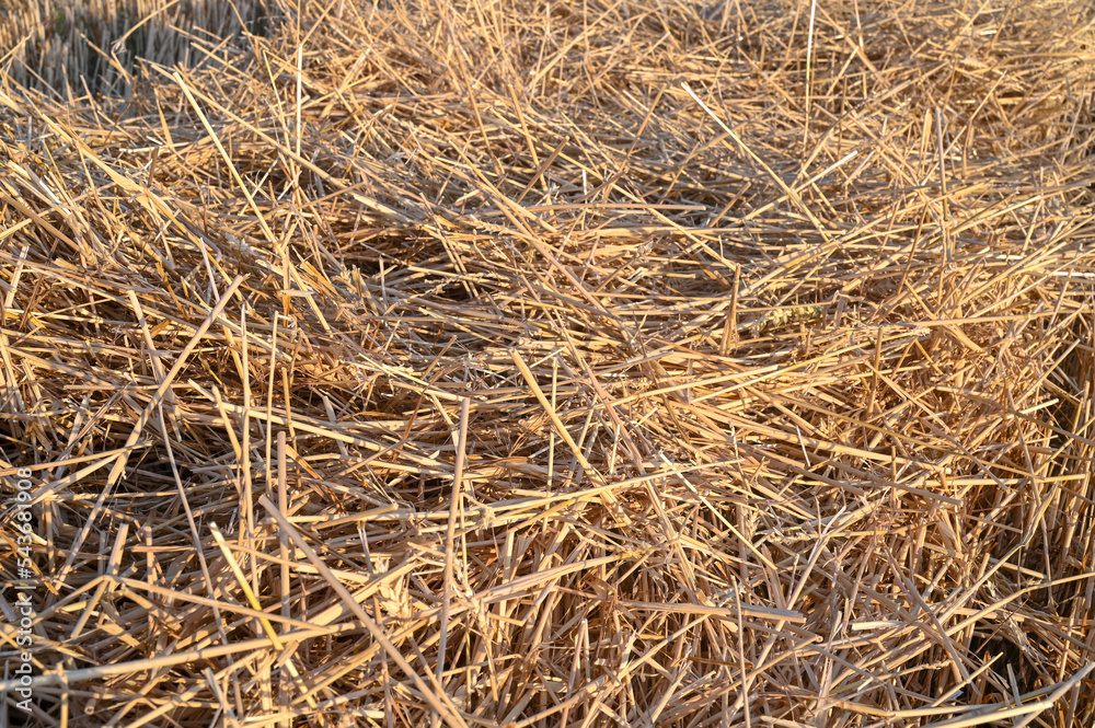 Straw in the field left behind harvester. Freshly harvested cereals. Straw in the field left behind harvester. Freshly harvested cereals.