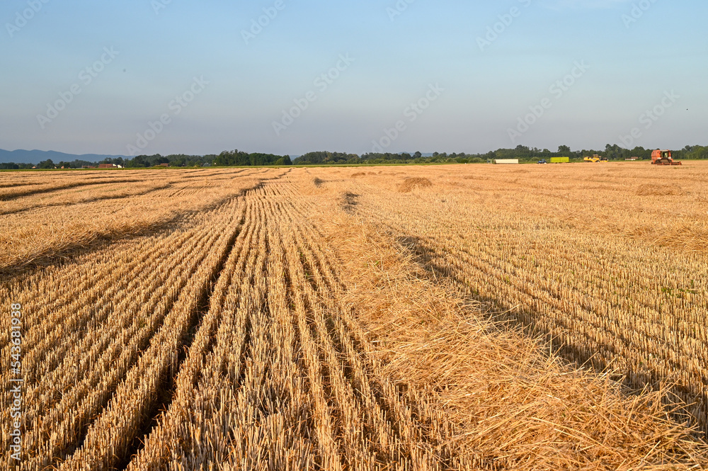 Straw in the field left behind harvester. Freshly harvested cereals. 