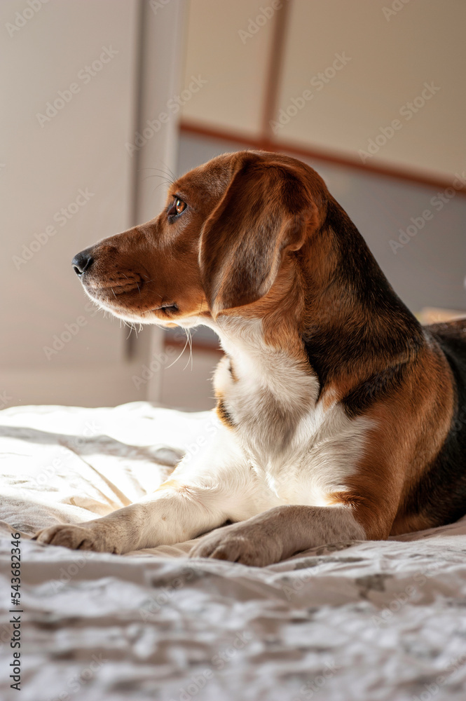 Obraz premium Beagle dog profile, sitting