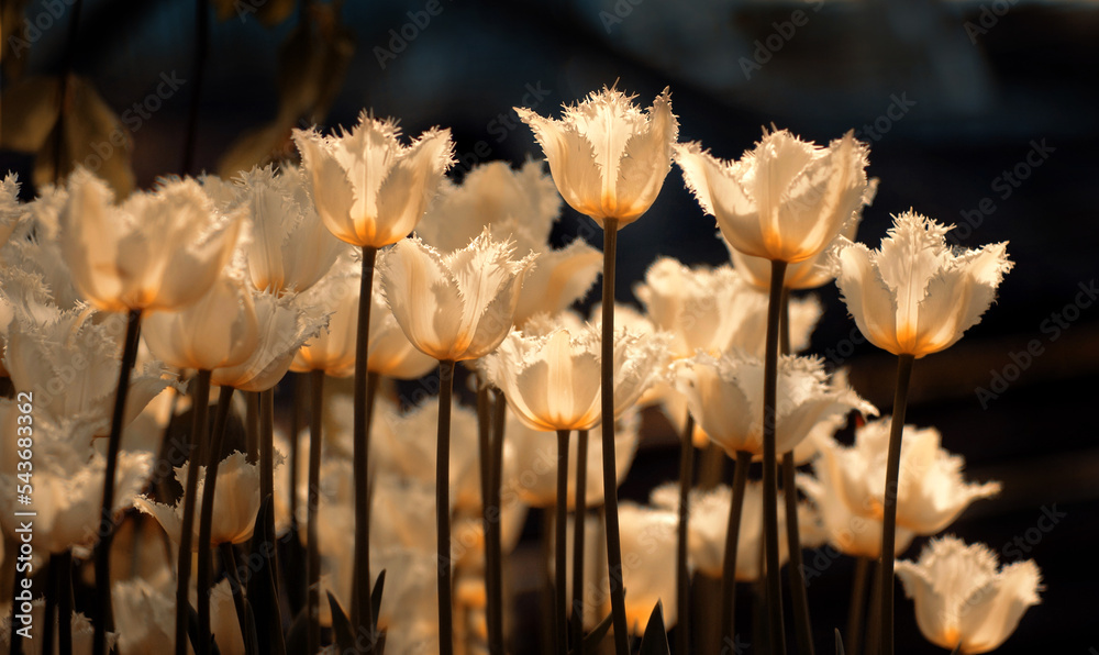 Obraz premium Białe tulipany