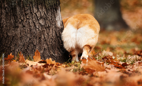 Εκτύπωση καμβά dog backside in autumn leaves