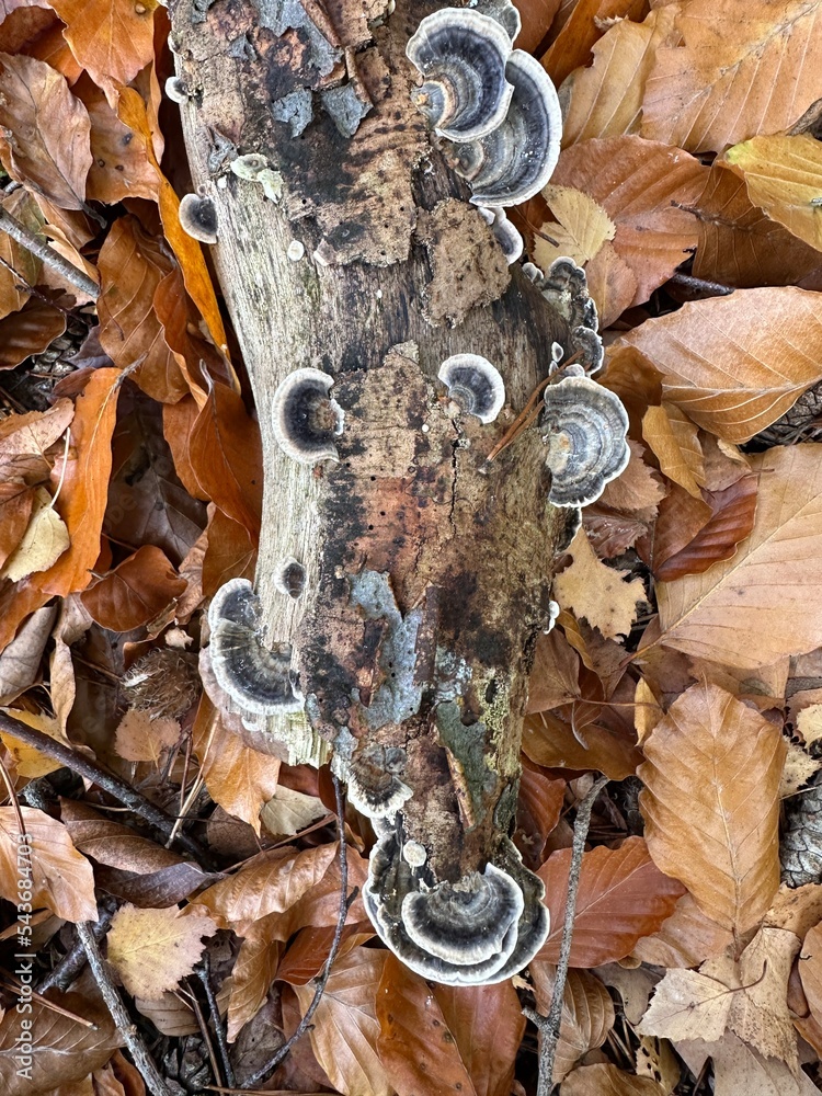 Pilze im Wald