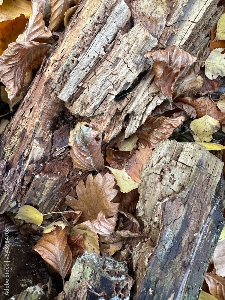 Pilze im Wald